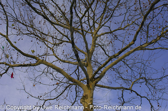 2009_12_21_09.48.52h_241